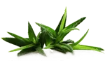 aloe extract