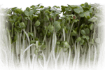 Broccoli seed extract benefits
