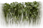 Broccoli seed extract benefits