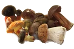 Cordyceps