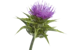 milk thistle